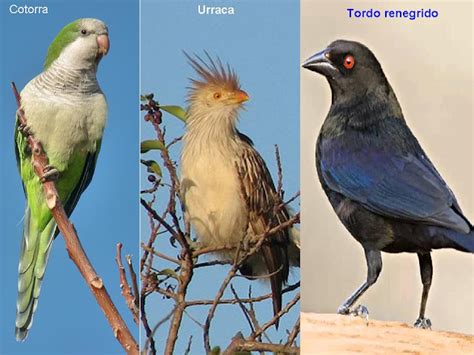 El Magazin de Merlo: Aves que había que ir a su hábitat para verlas si ... 
