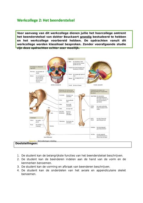 Werkcollege Beenderstelsel Werkcollege Het Beenderstelsel Voor