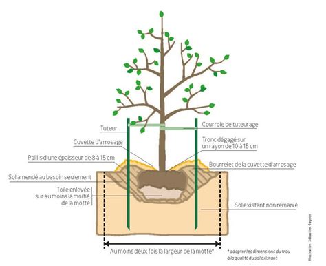 Planter Vos Arbres Fruitiers Serres SJB