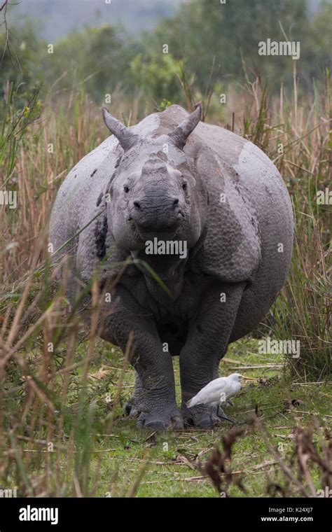 The Indian Rhinoceros Rhinoceros Unicornis In The Grasslands Of