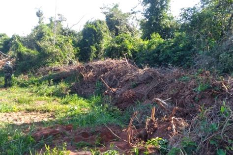 Homem é multado em R 28 mil por desmatar floresta nativa em Nova Esperança