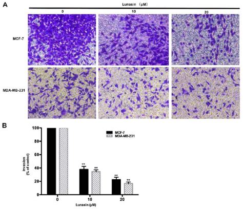 Inhibitory Effect Of Lunasin On Breast Cancer Invasion A The Effect