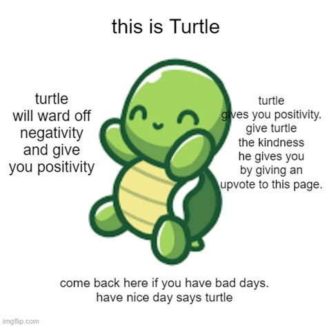 cute turtle Memes - Imgflip