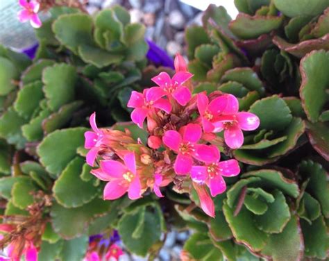 Kalanchoe Blossfeldiana Pink 125mm Pot Dawsons Garden World