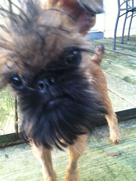 Choopie Doing His Cute Face Brussels Griffon Puppy Brussels