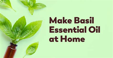 Making Basil Essential Oil At Home Guide Health News