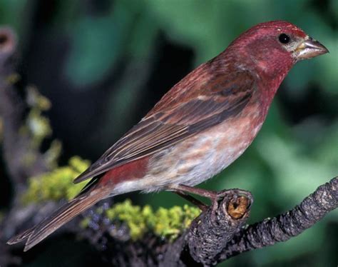 Purple Finch Songs and Calls - Larkwire