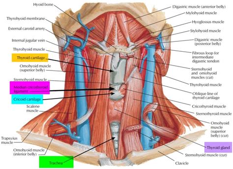 Thyroid Gland Location, Function, Hormones, Problems and Surgery