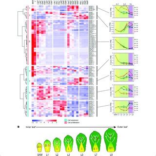 Expression Pattern Of Cell Proliferation And Cell Expansion Genes