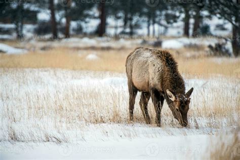 Young Elk in Winter 24526431 Stock Photo at Vecteezy