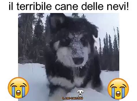 Il Cane Delle Nevi Video Dailymotion