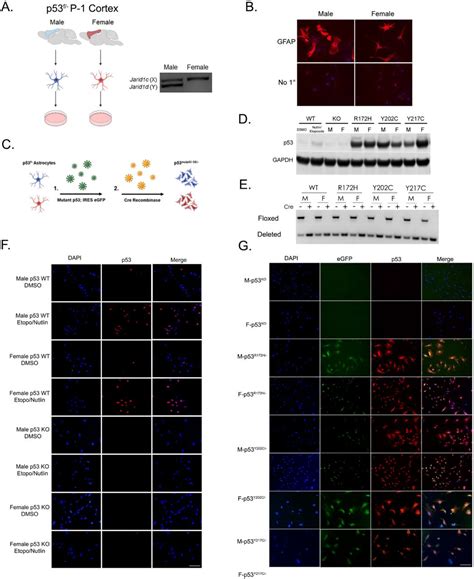 P53 Mutations Exhibit Sex Specific Gain Of Function Activity In