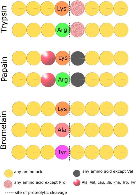 Amino Acid Sequence Specifications For Proteolytic Cleavage By Trypsin