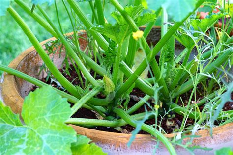 Zucchini Plant In Pot