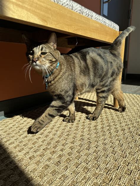 Pet Boarding In Medford, OR | Medford Animal Hospital