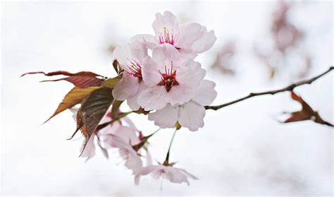 Цветы вишни (много фото) - treepics.ru