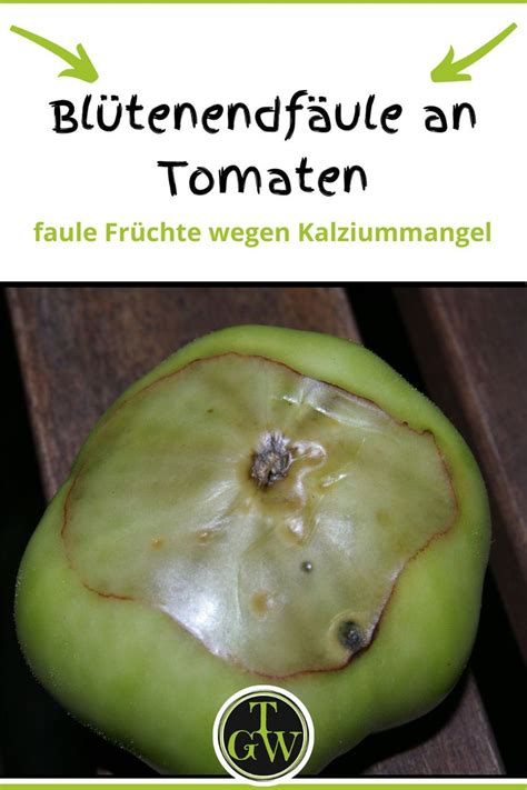 Bl Tenendf Ule An Tomaten Faule Tomaten Wegen Kalziummangel