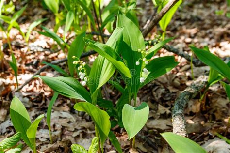 Lirio Del Valle Convallaria Majalis Flores Blancas En El Bosque En