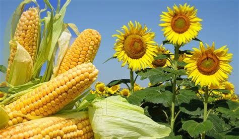 Maíz Y Girasol En Una Buena Campaña Rural Al Día