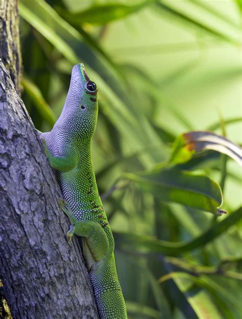 Comment Cr Er Un Habitat Enrichi Et Stimulant Pour Un Gecko L Opard