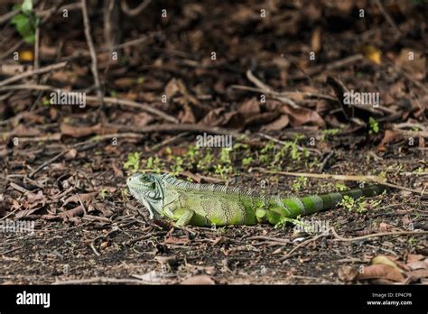 Green Iguana Iguana Iguana Pixaim River Pantanal Brazil Stock