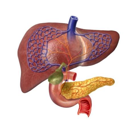 Os Melhores Sucos Detox Para Limpar O F Gado