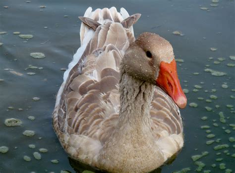 American Buff Goose Pets Animals Beautiful Aquatic Birds