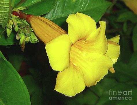 Alamanda Blossom Photograph By Merton Allen Pixels