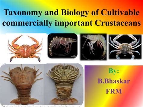 Taxonomy and Biology of Cultivable Crustaceans B.pptx