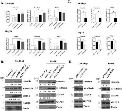 Cells Free Full Text A Novel Long Non Coding Rna 01488 Suppressed