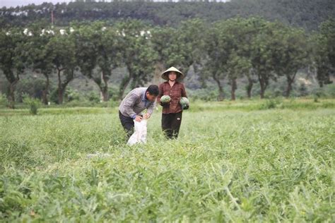 Người dân Nghệ An phấn khởi ra đồng thu hoạch dưa hấu Báo Giáo Dục