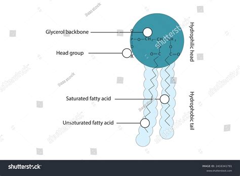 Hydrophobic Tails Photos and Images | Shutterstock