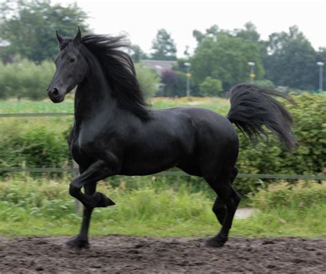 Bekendste Rassen Paarden