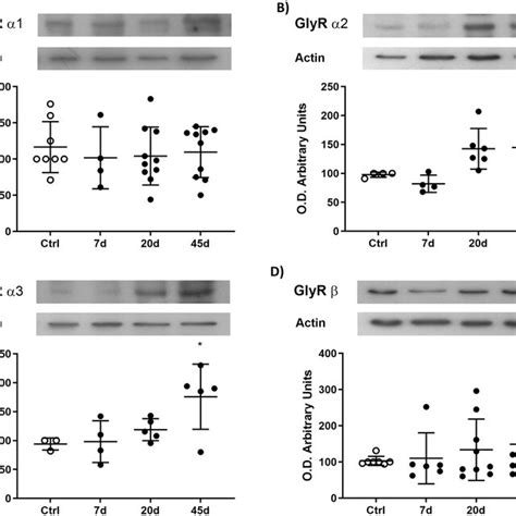 Protein GlyR expression in spinal cord synaptosomes A B The α1 and α2