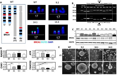 IJMS | Free Full-Text | Partial Reduction in BRCA1 Gene Dose Modulates ... 