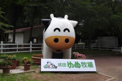 滑川駅から無料送迎バスで行ける成田ゆめ牧場の菜の花名所の開花状況