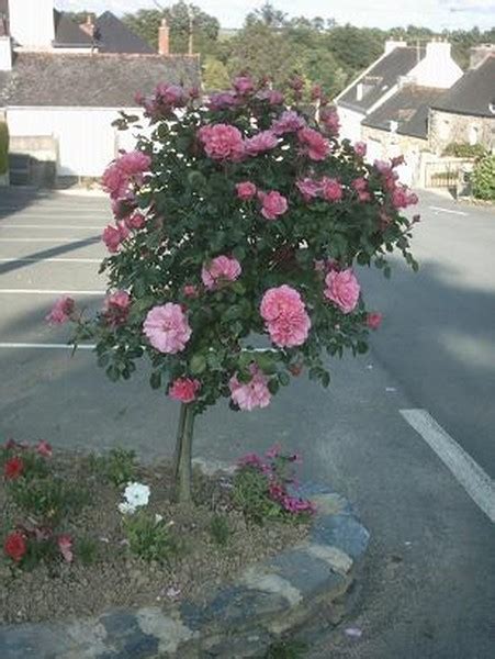 Village Fleuri Mairie De Saint Aignan Dans Le Morbihan