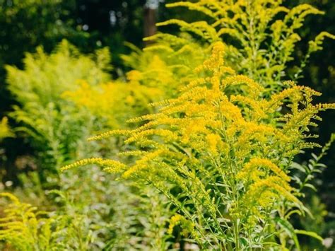 Ragweed vs. Goldenrod: How To Tell Differences and Pictures | Florgeous