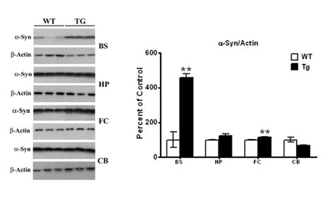 Western Blots Of α Syn Levels In Brain Stem Hippocampus Frontal