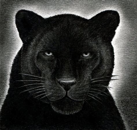 How To Draw A Black Panther, Realistic Panther, Step by Step, Drawing ...