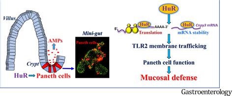 RNA Binding Protein HuR Regulates Paneth Cell Function By Altering