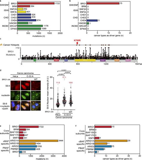 SWI SNF Mutation And Cancer A Number Of Identified Mutations In Cancer