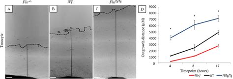 Differential effect of Flii expression on tenocyte outgrowth from ... 