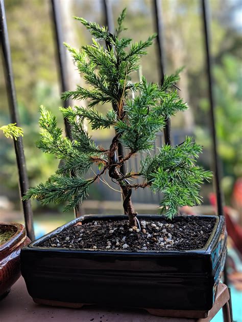 Juniperus Chinensis Blue Point One Of My First Styled Bonsai From