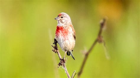КОНОПЛЯНКА ᐈ Фото и описание