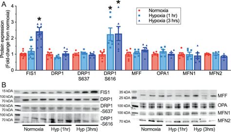 Naked Mole Rat Brown Fat Thermogenesis Is Diminished During Hypoxia