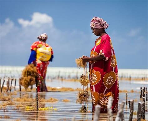 L Isola Di Pemba Bellezza Dell Oceano Indiano Viaggio A Zanzibar