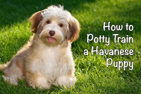 How to Potty Train a Havanese Puppy - Bichon World