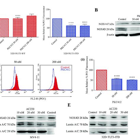 Knockdown Of P22 Phox In Flt3 Itd Expressing Mv4 11 Cells Had No Effect