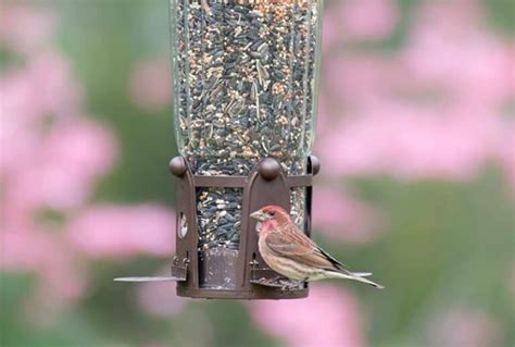 The Best Squirrel Proof Bird Feeders - Birding Insider